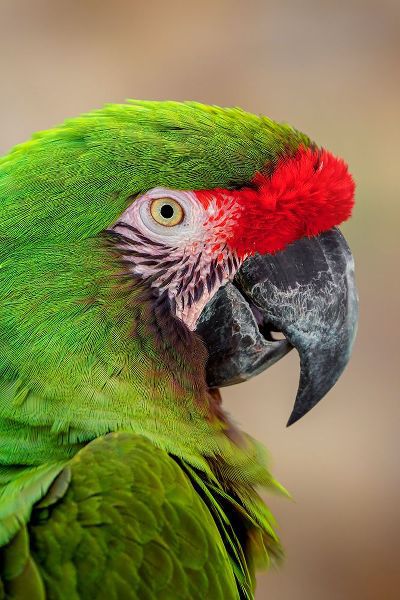 Jones, Adam 아티스트의 Great green macaw-native to South America작품입니다.
